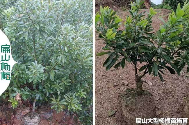 黃巖白楊梅大杯苗批發(fā)