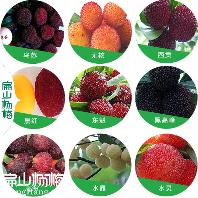 扁山楊梅苗品種