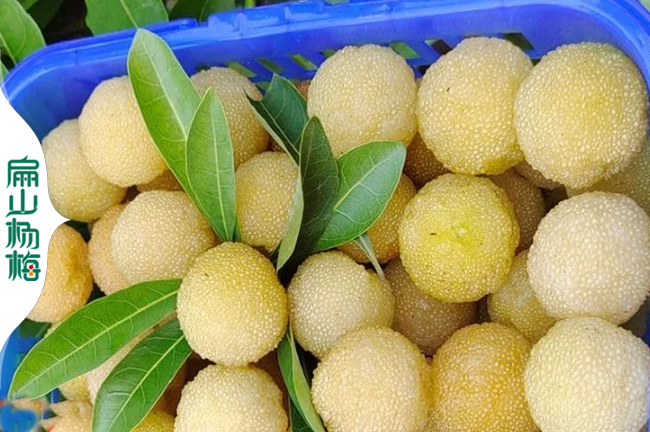 湘潭白楊梅