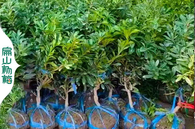 楊梅特大楊梅苗