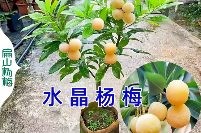 貴州矮化水晶楊梅苗
