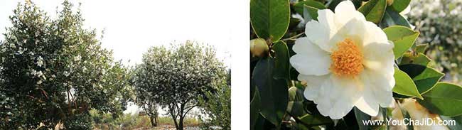納雍種植油茶哪個(gè)品種 納雍種植油茶哪個(gè)品種