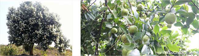 南渡鎮(zhèn)油茶的生物學特 南渡鎮(zhèn)油茶的生物學特