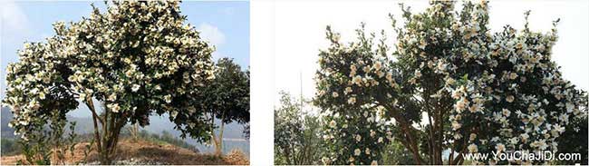 華坪縣源茶樹苗提高授 華坪縣源茶樹苗提高授
