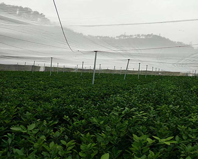 凈潭嫁接工具與設備、 凈潭嫁接工具與設備、