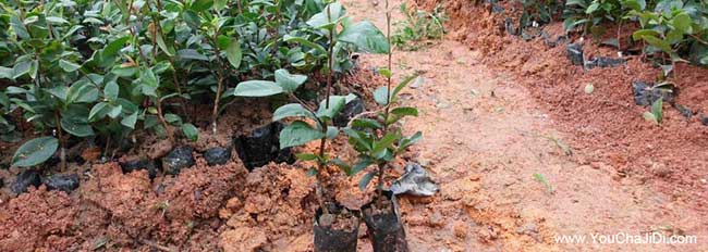 新北區(qū)油茶種植在泰國 新北區(qū)油茶種植在泰國