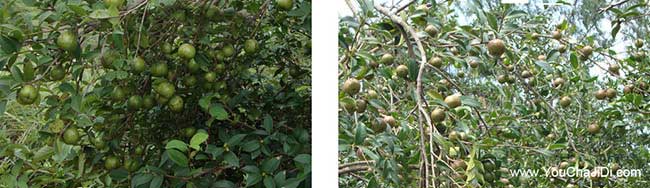 棠棣源茶樹(shù)苗提高授率 棠棣源茶樹(shù)苗提高授率