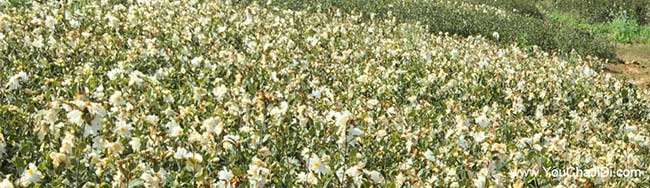 池湖油茶種植的氣候溫 池湖油茶種植的氣候溫