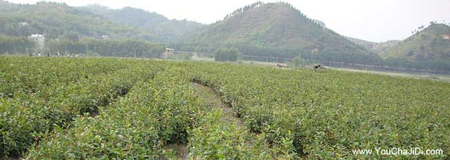 神農(nóng)架油茶基地的物理 神農(nóng)架油茶基地的物理