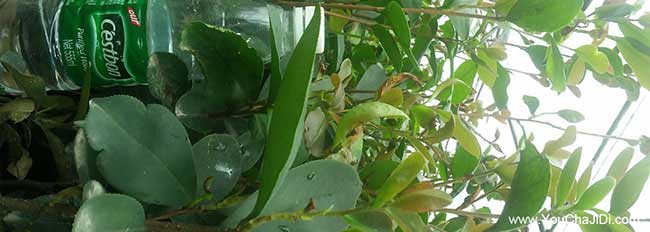 丹霞茶樹苗栽植行珠距 丹霞茶樹苗栽植行珠距