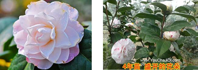 康禾鎮(zhèn)茶樹苗種植山的 康禾鎮(zhèn)茶樹苗種植山的