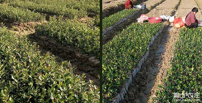 姚溝源油茶苗的土壤耕 姚溝源油茶苗的土壤耕