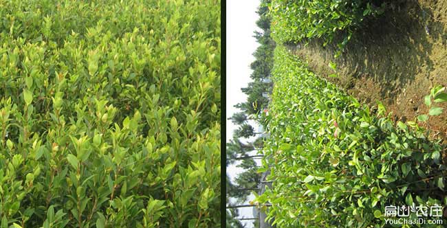 納雍油茶的價(jià)值及其在 納雍油茶的價(jià)值及其在
