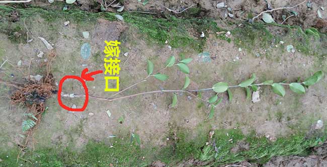 老河口油茶成林豐產(chǎn)技 老河口油茶成林豐產(chǎn)技