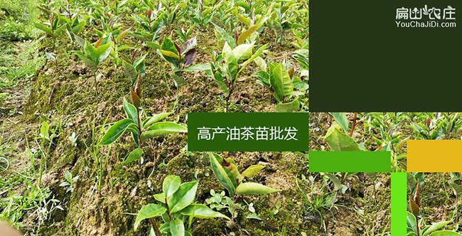龍江湘林油茶苗出名 龍江湘林油茶苗出名
