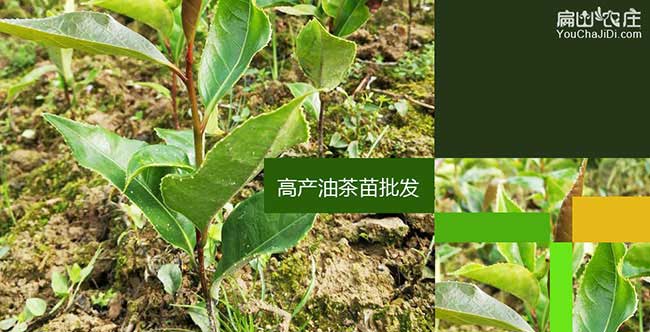 乾縣高產(chǎn)的的理論依據(jù) 乾縣高產(chǎn)的的理論依據(jù)