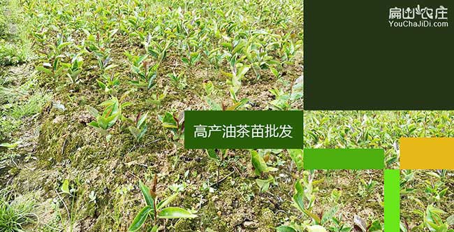 埭頭鎮(zhèn)廣西岑溪軟技和 埭頭鎮(zhèn)廣西岑溪軟技和