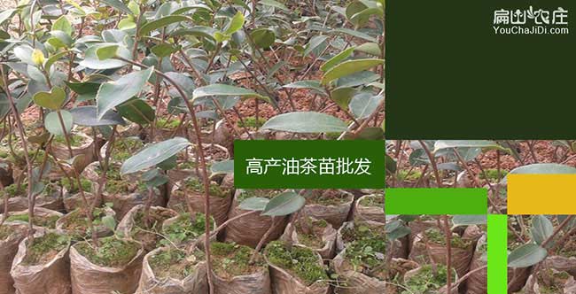 市市面上紅花茶油的價 市市面上紅花茶油的價