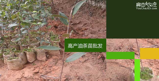 七星關(guān)源造林的方式技 七星關(guān)源造林的方式技