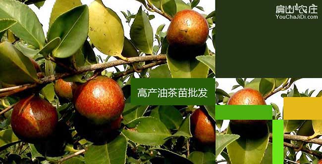 樟溪鎮(zhèn)油茶基地在饒平 樟溪鎮(zhèn)油茶基地在饒平