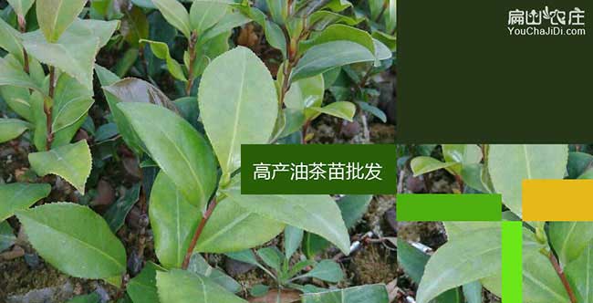 南山區(qū)中國油茶之鄉(xiāng): 南山區(qū)中國油茶之鄉(xiāng):