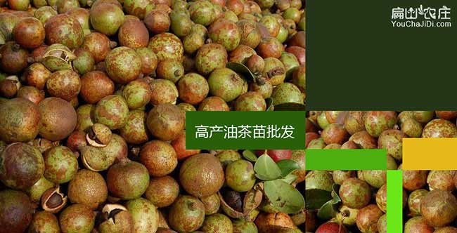 熊口油茶苗掛果周期短 熊口油茶苗掛果周期短
