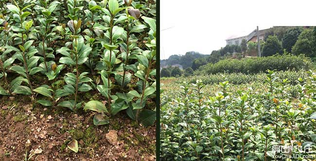貴陽(yáng)茶樹苗