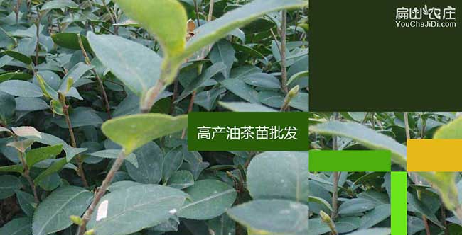 貴陽(yáng)茶樹苗種植