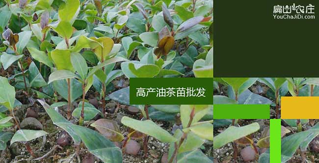 永壽縣茶油價(jià)錢(qián)分類(lèi)介 永壽縣茶油價(jià)錢(qián)分類(lèi)介