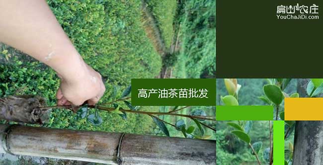 上黃鎮(zhèn)油茶苗的經(jīng)營(yíng)方 上黃鎮(zhèn)油茶苗的經(jīng)營(yíng)方