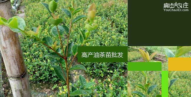 太平鎮(zhèn)中國油茶種植基 太平鎮(zhèn)中國油茶種植基