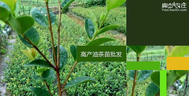 上杭茶樹苗