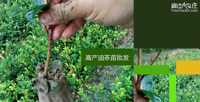 響水一畝茶樹(shù)苗可以產(chǎn) 響水一畝茶樹(shù)苗可以產(chǎn)