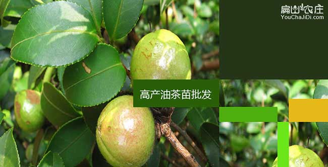 龍巖油茶樹