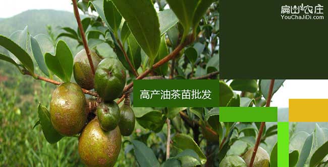 龍川縣與國際油茶市場 龍川縣與國際油茶市場