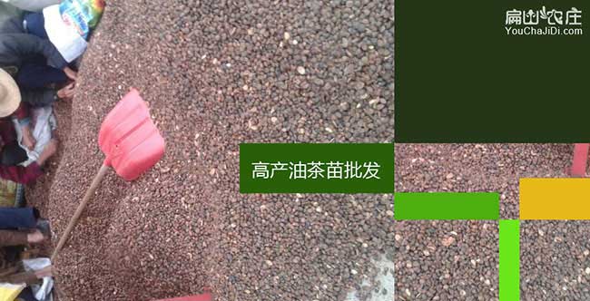 金壇區(qū)茶樹苗栽植行珠 金壇區(qū)茶樹苗栽植行珠