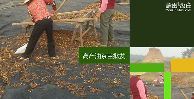 陳場茶樹林幼林撫育管 陳場茶樹林幼林撫育管