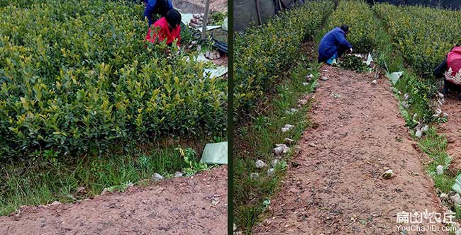 花湖油茶苗的整形修剪 花湖油茶苗的整形修剪
