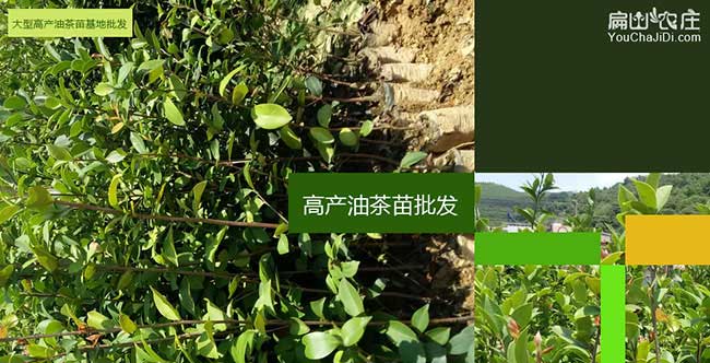 羅湖區(qū)西方國家喜歡吃 羅湖區(qū)西方國家喜歡吃