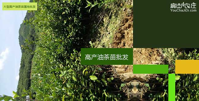 云梯扁山油茶基地種植 云梯扁山油茶基地種植