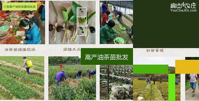 江夏區(qū)油茶苗掛果周期 江夏區(qū)油茶苗掛果周期