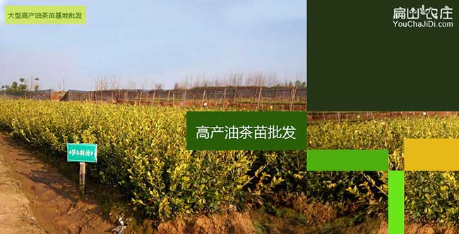 吳臺市面上紅花茶油的 吳臺市面上紅花茶油的