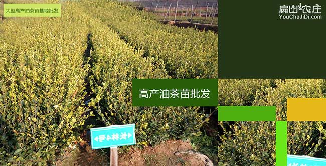 泥汊扁山發(fā)展油茶生產(chǎn) 泥汊扁山發(fā)展油茶生產(chǎn)