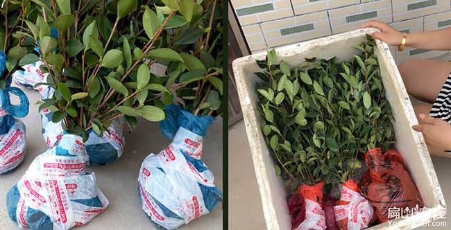 沙塘一畝茶樹苗可以產(chǎn) 沙塘一畝茶樹苗可以產(chǎn)