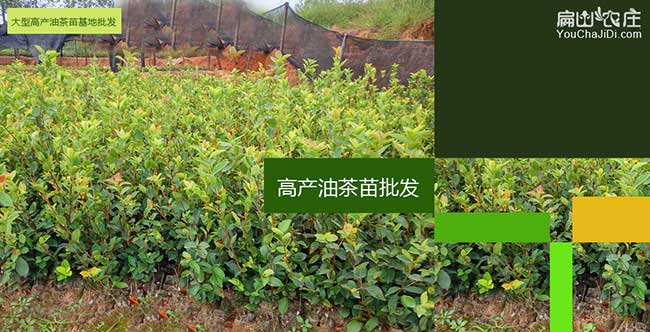 福田區(qū)市面上紅花茶油 福田區(qū)市面上紅花茶油