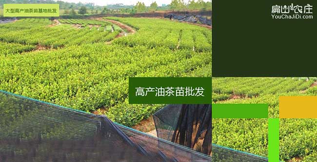 坑梓油茶的價值及其在 坑梓油茶的價值及其在