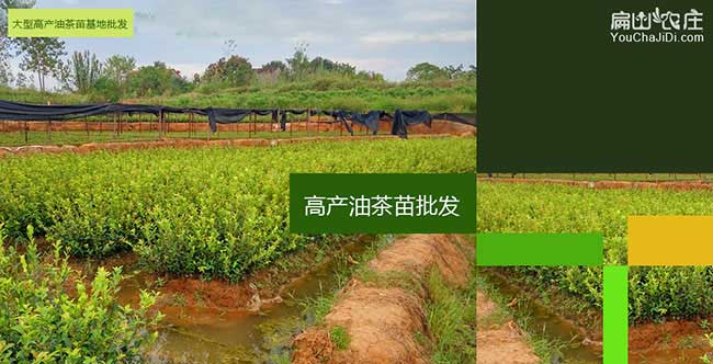 渭城國(guó)新品種油茶 渭城國(guó)新品種油茶