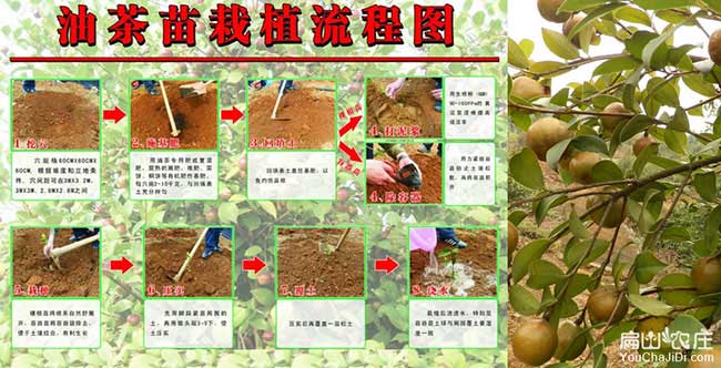 觀山油茶種植技術(shù)
