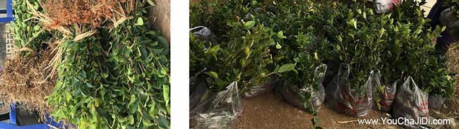 錢東鎮(zhèn)油茶種植的主要 錢東鎮(zhèn)油茶種植的主要