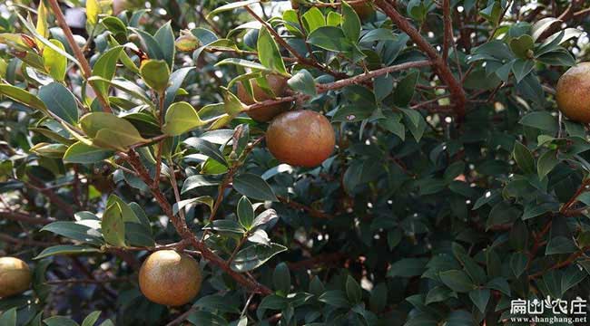 泉口鎮(zhèn)扁山一畝茶樹苗 泉口鎮(zhèn)扁山一畝茶樹苗